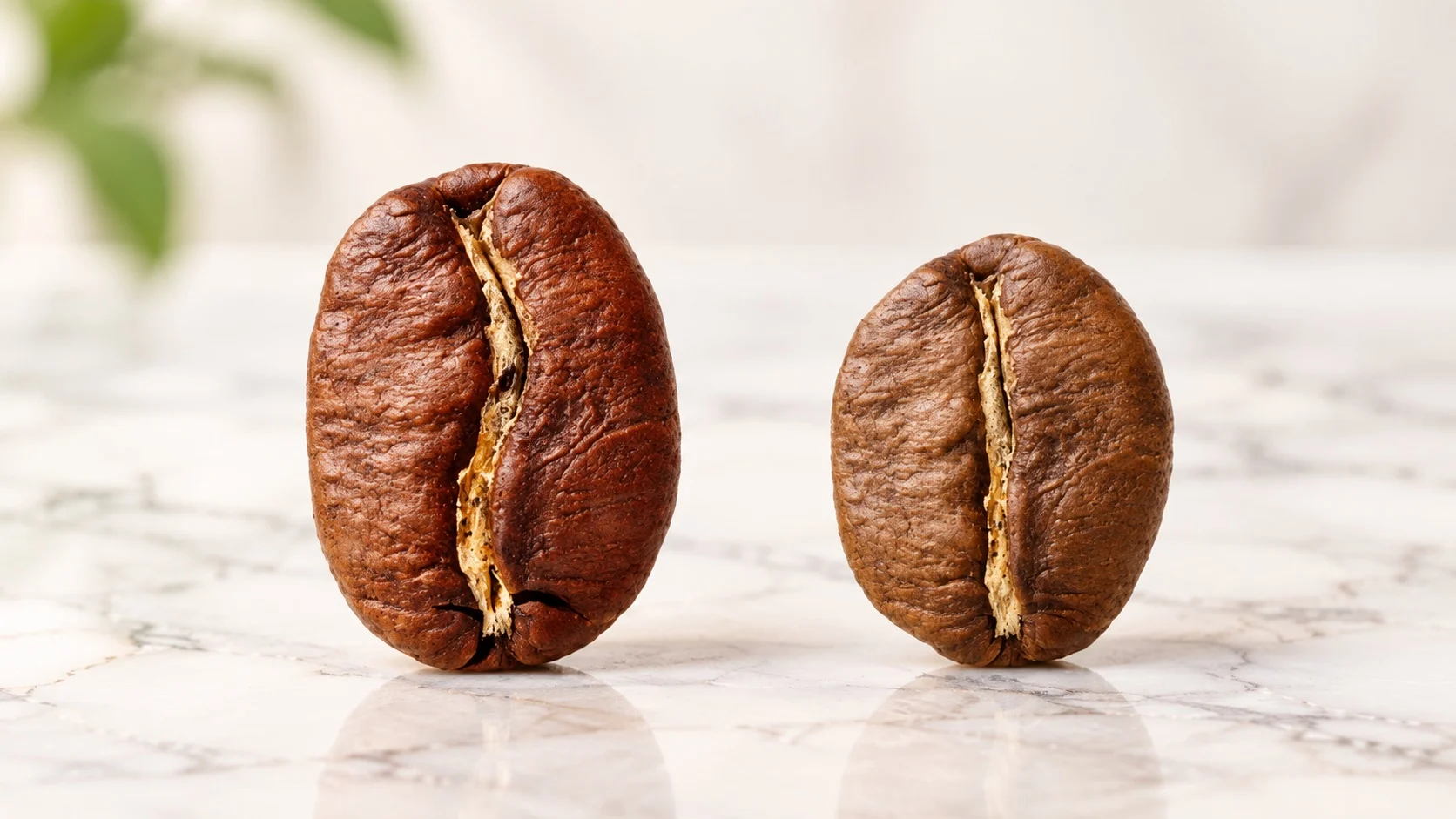 Arabica-va-Robusta-khac-nhau-nhu-the-nao? – The Capital Coffee
