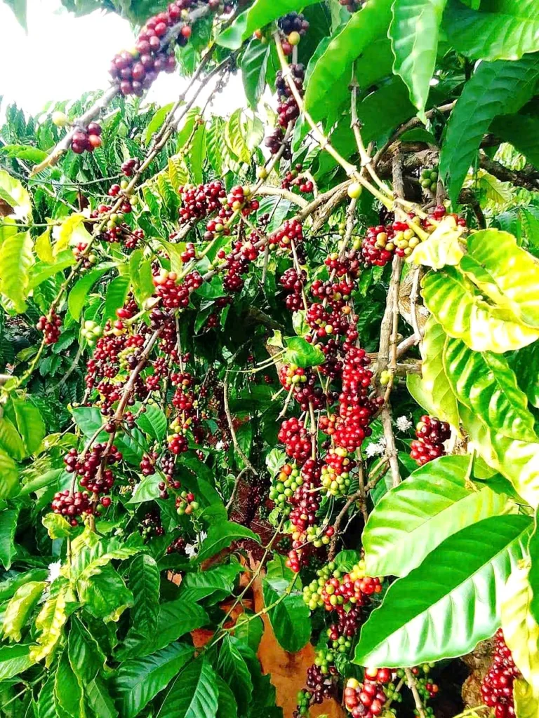The Capital Coffee | Xưởng sản xuất – Đắk Lắk - ảnh 7
